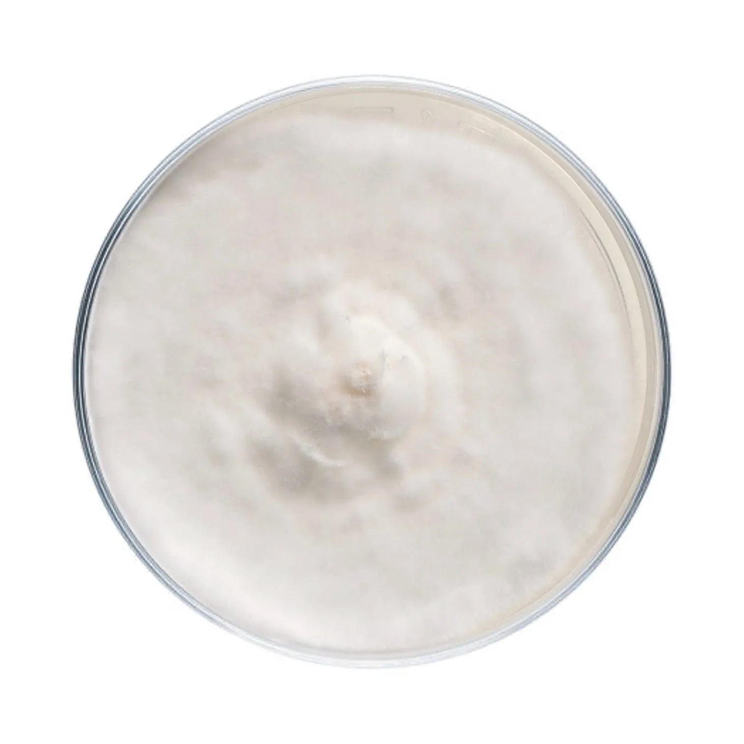 Elm Oyster Mushroom Plate Culture